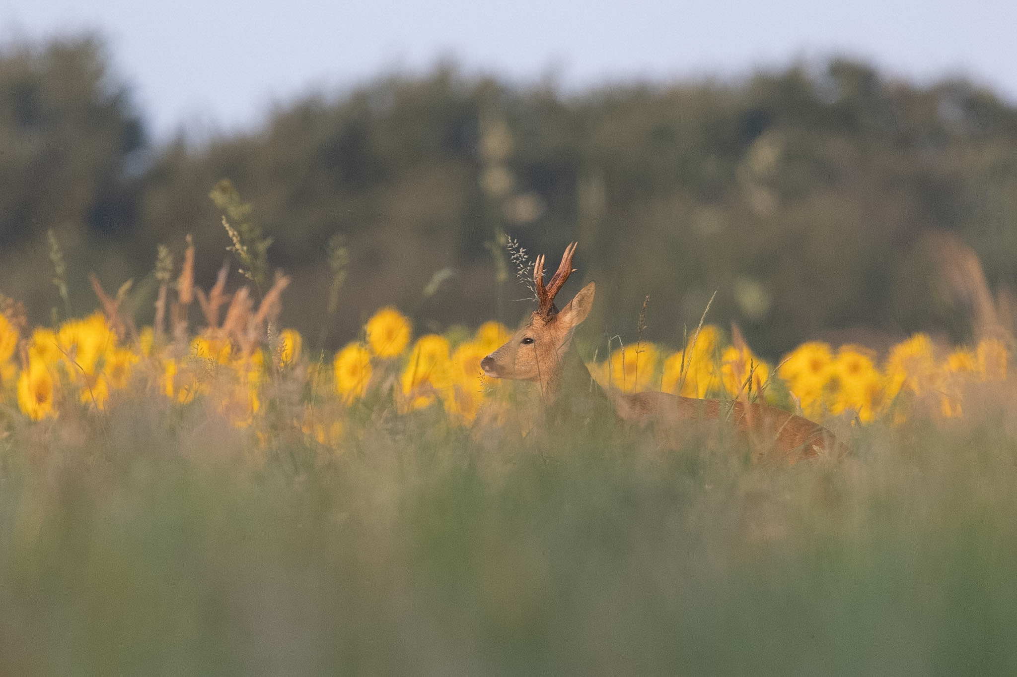 Photographie animalière en Ille-et-Vilaine par une photographe à Rennes