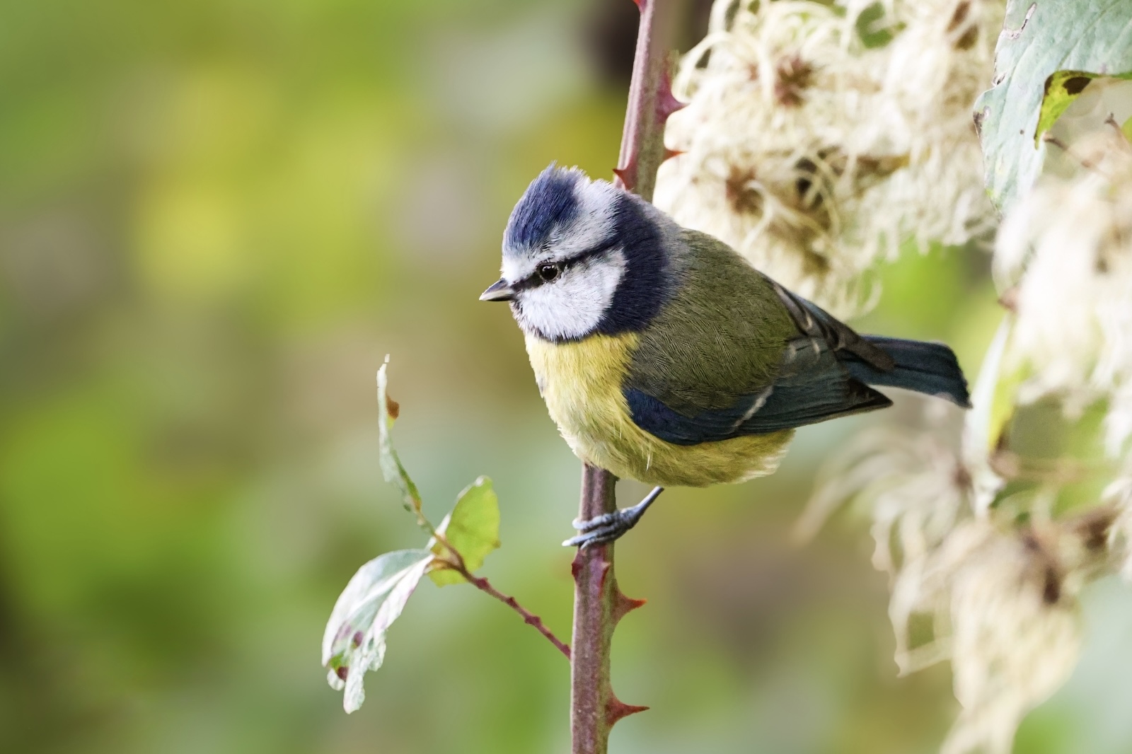 Photo accueil nature à Rennes par Flaviane Delabre
